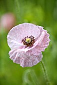 OXLEAZE FARM, OXFORDSHIRE: CLOSE UP PLANT PORTRAIT OF DELICATE PINK/LILAC FLOWER OF PAPAVER SOMNIFERUM. POPPY, PAPERY FLOWER, PETAL, PRETTY, SUMMER, ANNUAL.