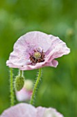 OXLEAZE FARM, OXFORDSHIRE: CLOSE UP PLANT PORTRAIT OF DELICATE PINK/LILAC FLOWER OF PAPAVER SOMNIFERUM. POPPY, PAPERY FLOWER, PETAL, PRETTY, SUMMER, ANNUAL.