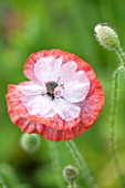 OXLEAZE FARM, OXFORDSHIRE: CLOSE UP PLANT PORTRAIT OF DELICATE RED FLOWER OF PAPAVER SOMNIFERUM. POPPY, ANNUAL, PAPERY FLOWER, SUMMER.