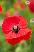 OXLEAZE FARM, OXFORDSHIRE: CLOSE UP PLANT PORTRAIT OF BRIGHT RED FLOWER OF PAPAVER SOMNIFERUM, POPPY, ANNUAL, PEACE, SYMBOLIC, SUMMER, BEAUTY.