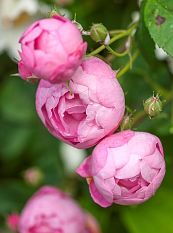OXLEAZE_FARM_OXFORDSHIRE_CLOSE_UP_PLANT_PORTRAIT_OF_PINK_FLOWERS_OF_ROSA_RAUBRITTER_ROUND_BLOOMS_CAN