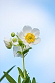 OXLEAZE FARM, OXFORDSHIRE: CLOSE UP PLANT PORTRAIT OF WHITE FLOWER OF CARPENTERIA CALIFORNICA OR TREE ANEMONE AGAINST BLUE SKY. SCENTED, DECIDUOUS SHRUB. DELICATE, BEAUTY, BLOOM
