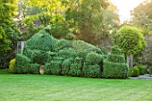 OXLEAZE FARM, OXFORDSHIRE: SCULPTED BOX HEDGE WITH ROBINIA INERMIS. LAWN, GRASS, GREEN, CLIPPED, TOPIARY, SUMMER, LUSH