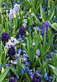 KEUKENHOF GARDENS, NETHERLANDS: PLANT ASSOCIATION - HYACINTH BLUE EYES, HYACINTH BLUE JACKET, HYACINTH AIDA, ANEMONE BLANDA BLUE SHADES, MUSCARI BLUE MAGIC - BULBS, SPRING, MAY