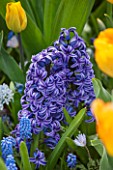 KEUKENHOF GARDENS, NETHERLANDS: CLOSE UP PLANT PORTRAIT OF THE BLUE FLOWER OF A HYACINTH - HYACINTHUS BLUE JACKET. BULB, SPRING, APRIL, FRAGRANT, FRAGRANCE, SCENT, SCENTED