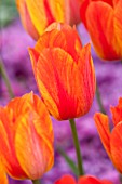 KEUKENHOF GARDENS, NETHERLANDS: CLOSE UP PLANT PORTRAIT OF THE ORANGE FLOWER OF SINGLE LATE TULIP - TULIPA EL NINO . BULB, SPRING, APRIL, FLOWERS, PETALS