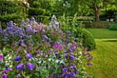 GREYHOUNDS, BURFORD, OXFORDSHIRE:COUNTRY GARDEN & COTTAGE BORDER WITH VALERIANA OFFICINALIS, CAMPANULA VARS & ERYNGIUM BOURGATII. WITH BOX DOMES & HOLLYHOCKS. SUMMER, LILAC,PURPLE