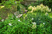 GREYHOUNDS, BURFORD, OXFORDSHIRE: BORDER UNDER THE WALNUT TREE WITH ACHILLEA GRANDIFLORA, THALICTRUM FLAVUM AND ACONITES. WITH METAL BENCHES. A PLACE TO SIT. GARDEN, SHADE, WHITE