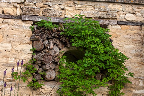 GREYHOUNDS_BURFORD_OXFORDSHIRE_OLD_LOGS_SET_INTO_STONE_WALL_WITH_UNKNOWN_CLIMBER_INSECT_HOME_FEATURE