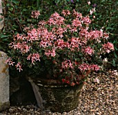 TERRACOTTA CONTAINER PLANTED WITH PELARGONIUM BIRD DANCER THE OLD RECTORY  SUDBOROUGH  NORTHANTS