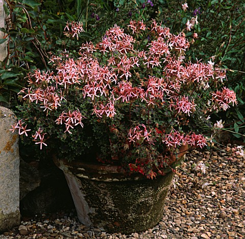 TERRACOTTA_CONTAINER_PLANTED_WITH_PELARGONIUM_BIRD_DANCER_THE_OLD_RECTORY__SUDBOROUGH__NORTHANTS