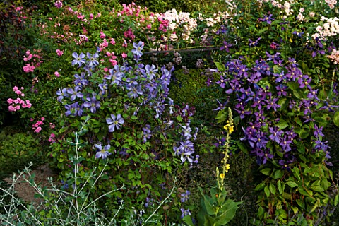 EASTLEACH_HOUSE_GLOUCESTERSHIRE_WALLED_GARDEN_PERGOLA_WITH_CLEMATIS_DURANDII_AND_CLEMATIS_ARABELLA_C