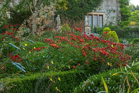 EASTLEACH_HOUSE_GLOUCESTERSHIRE_RED_BORDER__BOX_EDGED_BED_WITH_ALSTROEMERIA_MACLEAYA_EVENING_PRIMROS
