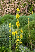 EASTLEACH HOUSE, GLOUCESTERSHIRE: CLOSE UP PLANT PORTRAIT OF THE YELLOW FLOWERS OF VERBASCUM GAINSBOROUGH - MULLEIN, CREAM, FLOWER