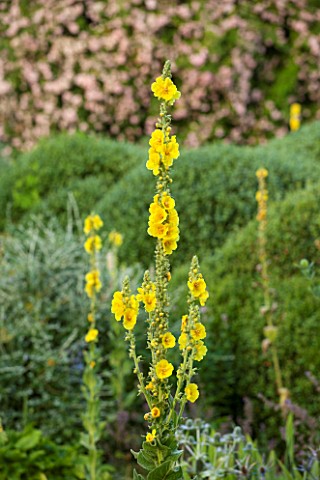 EASTLEACH_HOUSE_GLOUCESTERSHIRE_CLOSE_UP_PLANT_PORTRAIT_OF_THE_YELLOW_FLOWERS_OF_VERBASCUM_GAINSBORO