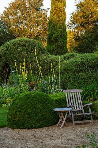 EASTLEACH_HOUSE_GLOUCESTERSHIRE_TERRACE_AND_WOODEN_BENCH__CLOUD_HEDGING_AND_YELLOW_FLOWERS_OF_VERBAS