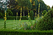 EASTLEACH HOUSE, GLOUCESTERSHIRE: VIEW ACROSSLAWN THROUGH SPIKES OF VERBASCUM GAINSBOROUGH TO HEDGING. ENGLISH, COUNTRY, GARDEN, GREEN, SUMMER