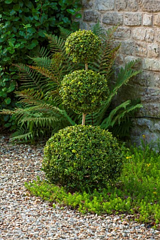 EASTLEACH_HOUSE_GLOUCESTERSHIRE_CLIPPED_BOX_TRIPLE_BOX_BALL_TOPIARY_BESIDE_FRONT_DOOR_OF_EASTLEACH_H