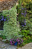 EASTLEACH HOUSE, GLOUCESTERSHIRE: WALLED GARDEN - SUMMERHOUSE, EUONYMUS SILVER QUEEN, CLEMATIS WISLEY, BLUE CONTAINER OF PETUNIAS