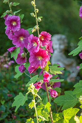 EASTLEACH_HOUSE_GLOUCESTERSHIRE_CLOSE_UP_PLANT_PORTRAIT_OF_THE_PINK_FLOWERS_OF_ALCEA__HOLLYHOCK_FLOW