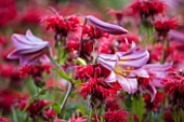 BELMONT HOUSE, SUSSEX - DESIGN ANTHONY PAUL: CLOSE UP OF PINK FLOWERS OF LILY, LILIUM PINK PERFECTION, MONARDA CAMBRIDGE SCARLET, BLOOMS, JULY, SUMMER, BULBS