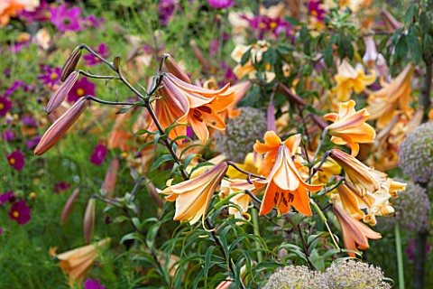 BELMONT_HOUSE_SUSSEX__DESIGN_ANTHONY_PAUL_CLOSE_UP_OF_PEACH_ORANGE_FLOWERS_OF_LILY_LILIUM_AFRICAN_QU