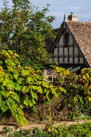 CALENDARS_BURFORDOXFORDSHIRE_TUDOR_STYLE_HOUSE_WITH_OLD_VINE_ON_WALL_AND_SORBUS__MOUNTAIN_ASH_TREE