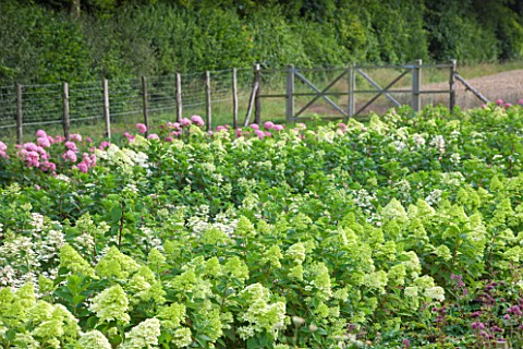 THE_REAL_FLOWER_COMPANY_HYDRANGEA_PANICULATA_FLOWERS_GROWING_IN_THE_ROSE_PADDOCK__AUGUST_CUT_FLOWERS