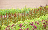 THE REAL FLOWER COMPANY: THE ROSE PADDOCK - ROWS OF DILL, AMARANTHUS CAUDATUS AND HOT BISCUIT, AUGUST, CUT, ROWS, CUTTING, LATE SUMMER, ANNUALS, FLOWERS