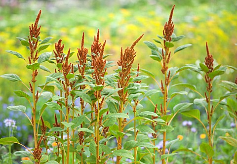 THE_REAL_FLOWER_COMPANY_THE_ROSE_PADDOCK__ROWS_OF_AMARANTHUS_CAUDATUS_HOT_BISCUIT_AUGUST_CUT_ROWS_CU