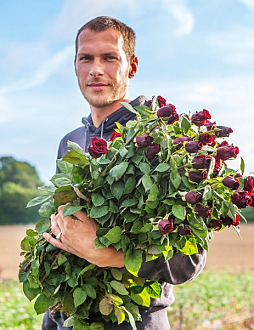 THE_REAL_FLOWER_COMPANY_ANDRIEJS_HOLDING_A_BUNCH_OF_ROSES__ROSA_DEEP_SECRET__MAN_CUT_FLOWERS_CUTTING