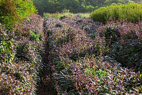 THE_REAL_FLOWER_COMPANY_THE_ROSE_PADDOCK__ROWS_OF_PURPLE_SAGE_SALVIA_OFFICINALIS_PURPUREA__CUTTING_G