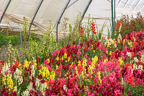 THE_REAL_FLOWER_COMPANY_POLYTUNNEL_WITH_MIXED_ANTIRRHINUM_AND_GALTONIA_CANDICANS_FLOWERS_ANNUALS_FLO