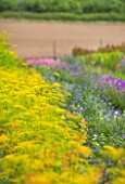 THE REAL FLOWER COMPANY: THE ROSE PADDOCK - ROW OF FENNEL AND OTHER FLOWERS, AUGUST, CUT, ROWS, CUTTING, LATE SUMMER