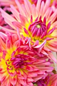 THE REAL FLOWER COMPANY: CLOSE UP OF THE FRESHLY PICKED PINK AND YELLOW FLOWERS OF DAHLIA KARMA SANGRIA - TUBER, TUBEROUS, FLOWER, PETALS