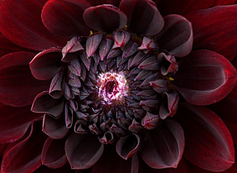 THE_REAL_FLOWER_COMPANY_CLOSE_UP_OF_THE_FRESHLY_PICKED_DARK_RED_DAHLIA_RIP_CITY__TUBER_TUBEROUS_FLOW