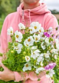 THE REAL FLOWER COMPANY: GIRL HOLDING FRESHLY PICKED WHITE FLOWERS OF COSMOS SENSATION MIXED. CUT, CUTTING, ANNUAL, ANNUALS, FLOWERS, FLOWER
