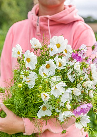 THE_REAL_FLOWER_COMPANY_GIRL_HOLDING_FRESHLY_PICKED_WHITE_FLOWERS_OF_COSMOS_SENSATION_MIXED_CUT_CUTT