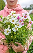 THE REAL FLOWER COMPANY: GIRL HOLDING FRESHLY PICKED WHITE FLOWERS OF COSMOS SENSATION MIXED. CUT, CUTTING, ANNUAL, ANNUALS, FLOWERS, FLOWER