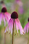 HAUSER & WIRTH, SOMERSET: THE OUDOLF FIELD, DURSLADE FARM - CLOSE UP PLANT PORTRAIT OF THE PINK FLOWER OF ECHINACEA PALLIDA. PERENNIAL, FLOWERING, FLOWERS, PETALS, CONEFLOWER