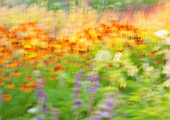 ARTISTIC IMAGE OF HELENIUMS IN BORDER - SLOW SHUTTER SPEED AND TAPPING CAMERA. MOVEMENT, PIET OUDOLF