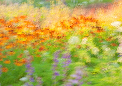 ARTISTIC_IMAGE_OF_HELENIUMS_IN_BORDER__SLOW_SHUTTER_SPEED_AND_TAPPING_CAMERA_MOVEMENT_PIET_OUDOLF