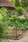 RHS GARDEN ROSEMOOR, DEVON: THE VEGETABLE GARDEN IN SUMMER. JULY, POTAGER, VEGETABLES, ONIONS LEFT OUT TO DRY, THATCH, THATCHED, SUMMERHOUSE