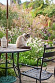 ANNE GODFREYS PRIVATE GARDEN, HERTFORDSHIRE. OWNER OF DAISY ROOTS NURSERY. TABLE AND CHAIRS ON PATIO WITH PET CAT BANJO - PET, ANIMAL