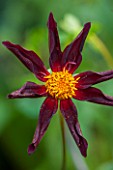 ANNE GODFREYS PRIVATE GARDEN, HERTFORDSHIRE. OWNER OF DAISY ROOTS NURSERY. CLOSE UP OF BLACK FLOWER OF DAHLIA VERONNES OBSIDIAN - PURPLE, TUBEROUS, DAHLIAS