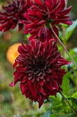 ANNE GODFREYS PRIVATE GARDEN, HERTFORDSHIRE. OWNER OF DAISY ROOTS NURSERY. CLOSE UP OF BLACK FLOWER OF DAHLIA RIP CITY - PURPLE, TUBEROUS, DAHLIAS