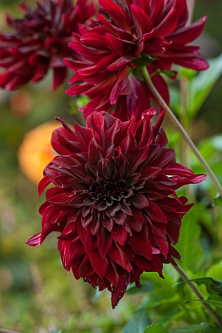 ANNE_GODFREYS_PRIVATE_GARDEN_HERTFORDSHIRE_OWNER_OF_DAISY_ROOTS_NURSERY_CLOSE_UP_OF_BLACK_FLOWER_OF_