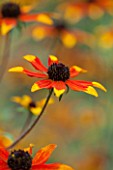ANNE GODFREYS PRIVATE GARDEN, HERTFORDSHIRE. OWNER OF DAISY ROOTS NURSERY. CLOSE UP OF ORANGE AND YELLOW FLOWER OF RUDBECKIA PRAIRIE GLOW - PERENNIAL, CONEFLOWER