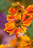 ANNE GODFREYS PRIVATE GARDEN, HERTFORDSHIRE. OWNER OF DAISY ROOTS NURSERY. CLOSE UP OF ORANGE AND YELLOW FLOWER OF HELENIUM SAHINS EARLY FLOWERE