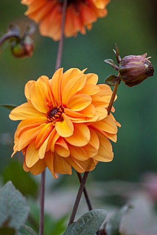 ANNE_GODFREYS_PRIVATE_GARDEN_HERTFORDSHIRE_OWNER_OF_DAISY_ROOTS_NURSERY_CLOSE_UP_OF_ORANGE_FLOWER_OF